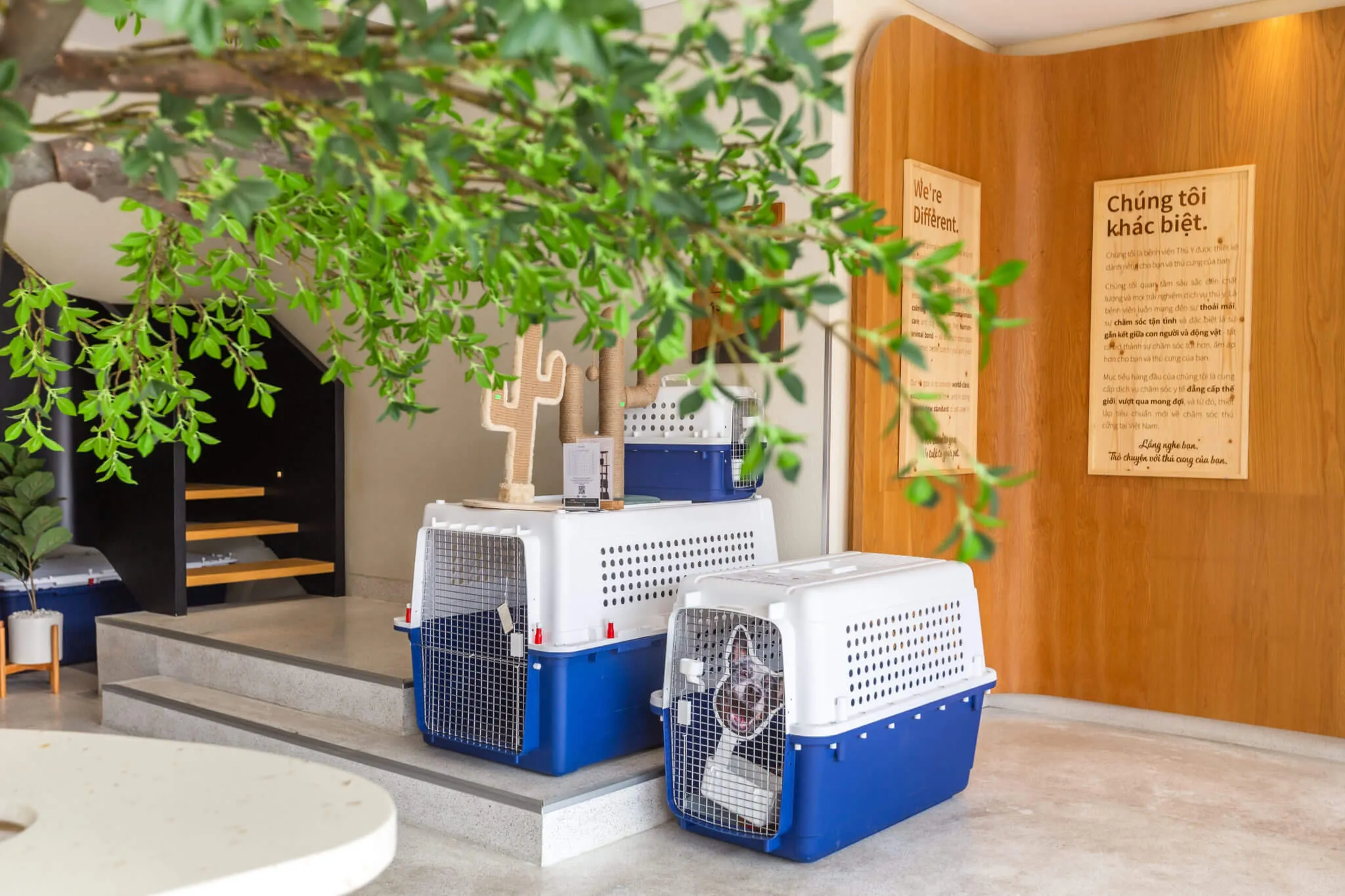 Pet travel consultation with a veterinarian and pet owner