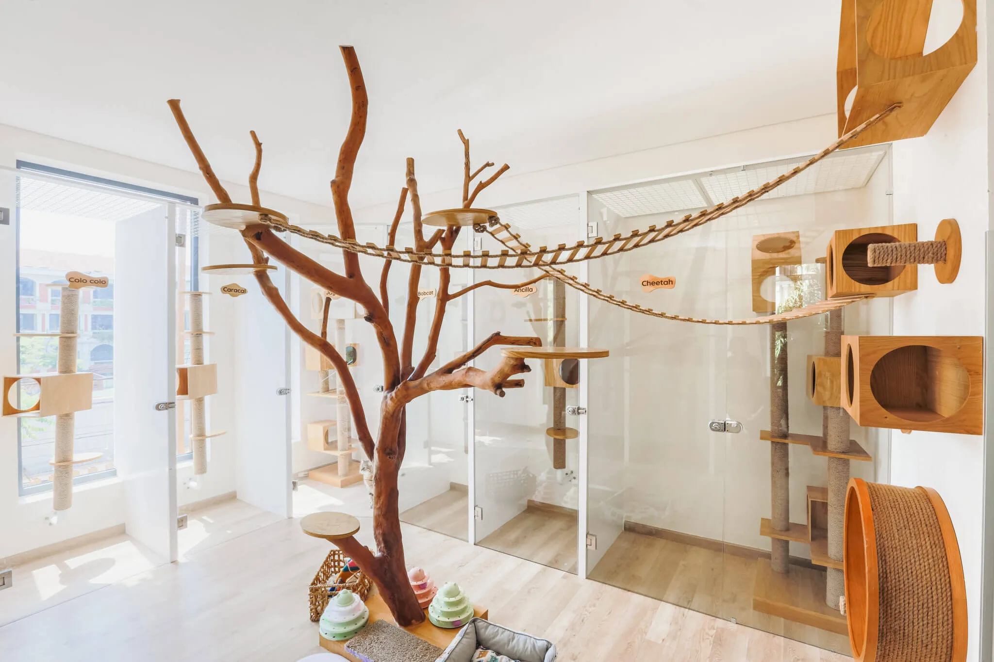 Comfortable cat hotel accommodations with amenities for feline guests