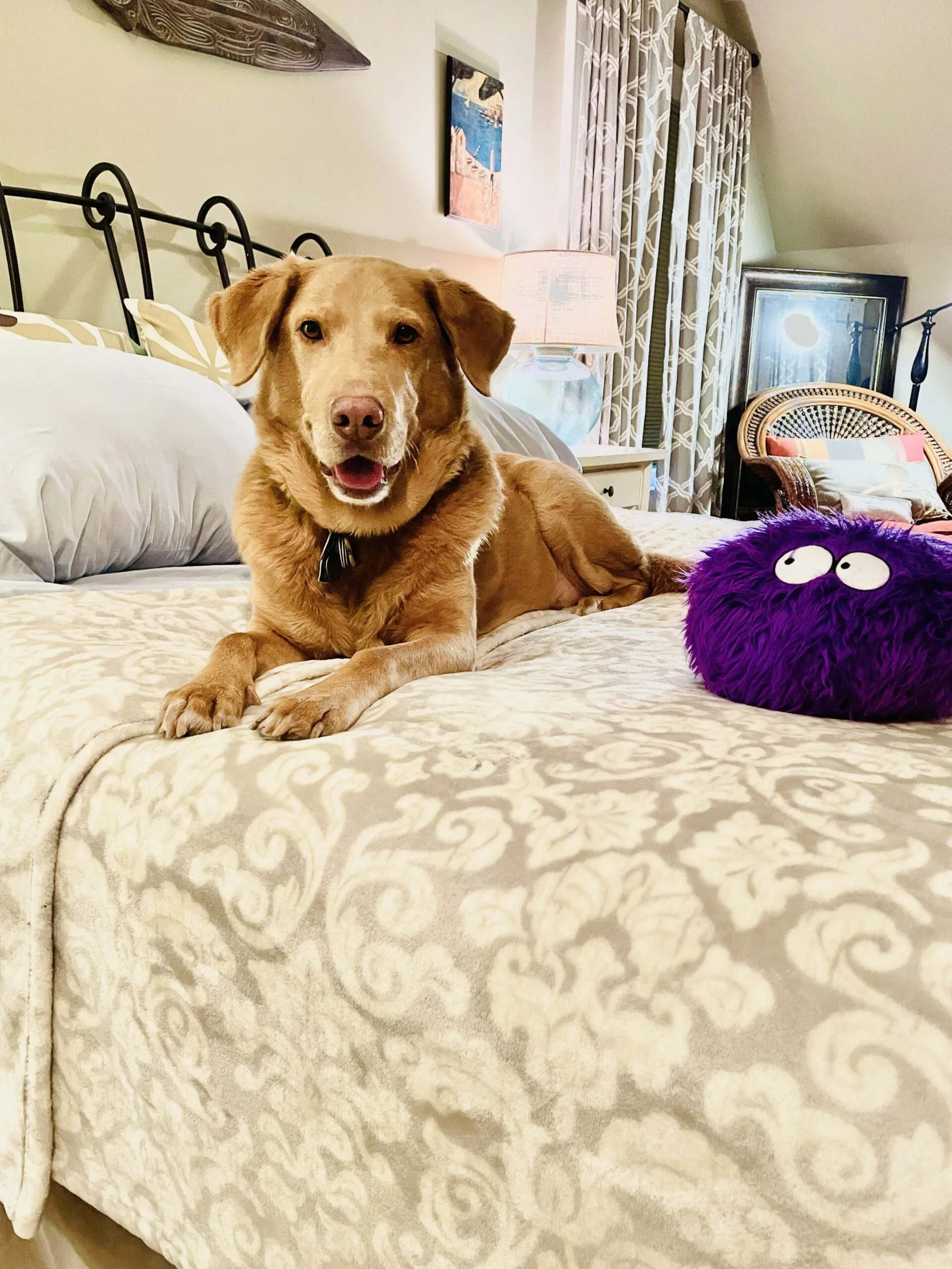 Two happy dogs enjoying outdoor time during a private boarding stay at a Long Island Pet Nanny sitter's home