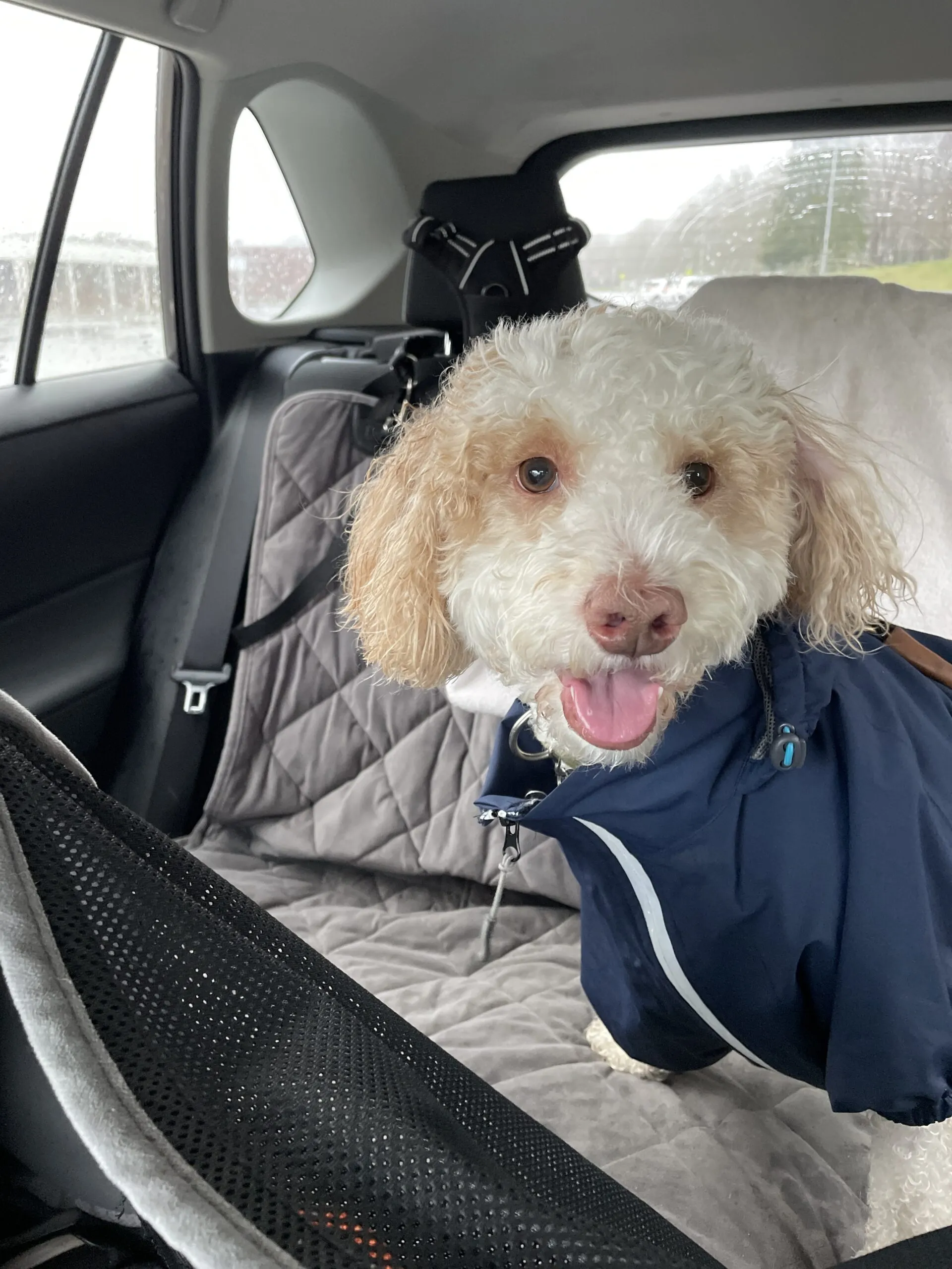 A pet being safely transported in a vehicle by a Long Island Pet Nanny caregiver for a vet appointment