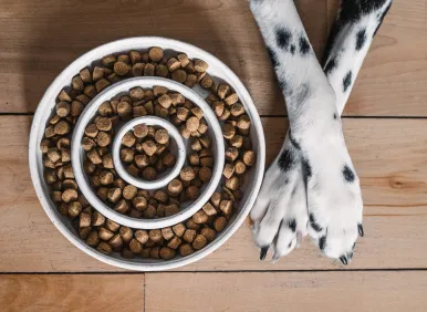 Testimonial from a satisfied pet owner whose dog's health improved on an oven-baked diet