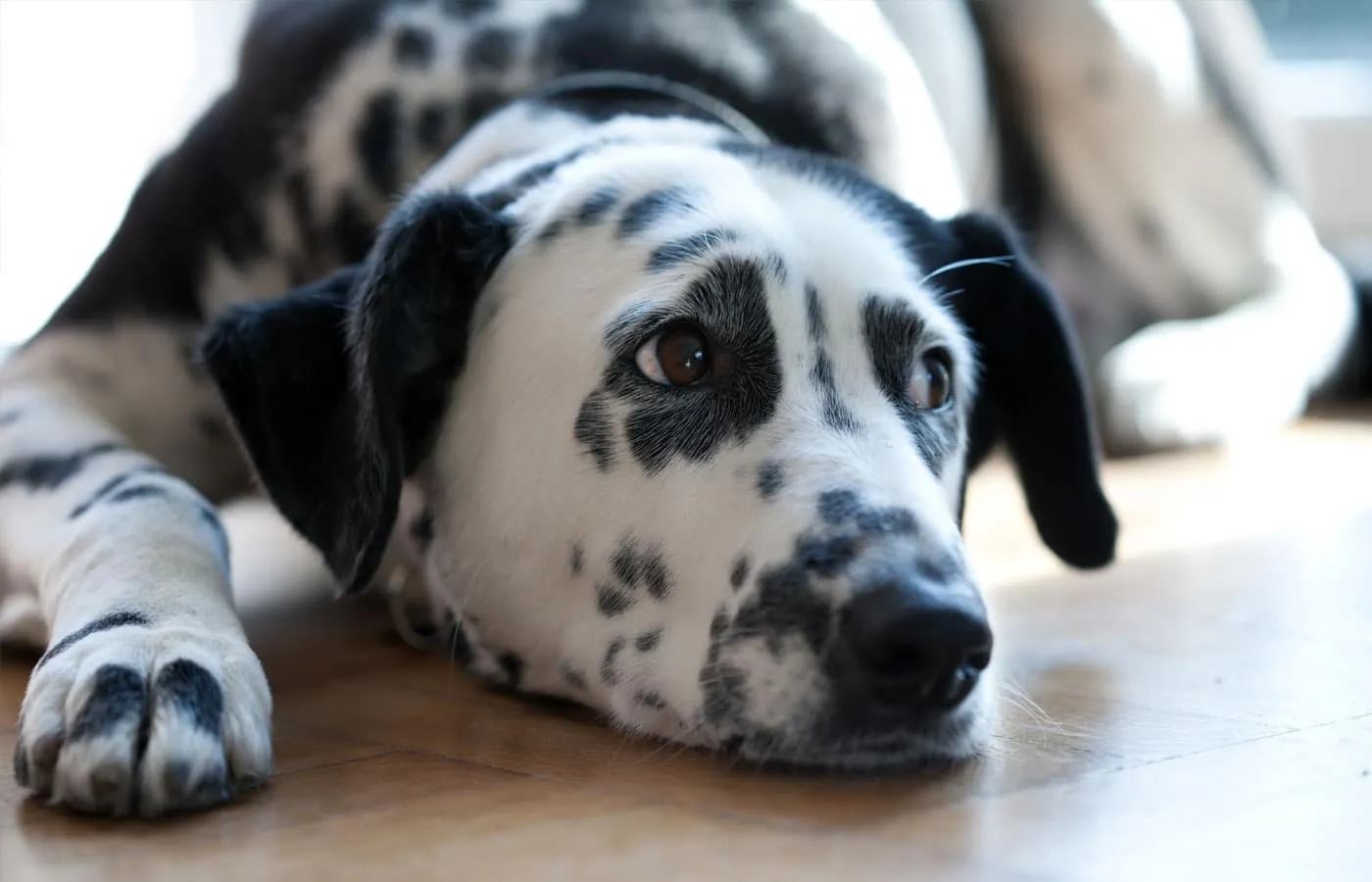 A black and white spotted dog with a gentle expression lies on a wooden floor, looking into the distance. Sunlight softly illuminates its fur, highlighting the unique pattern admired by any veterinarian for their uniqueness.