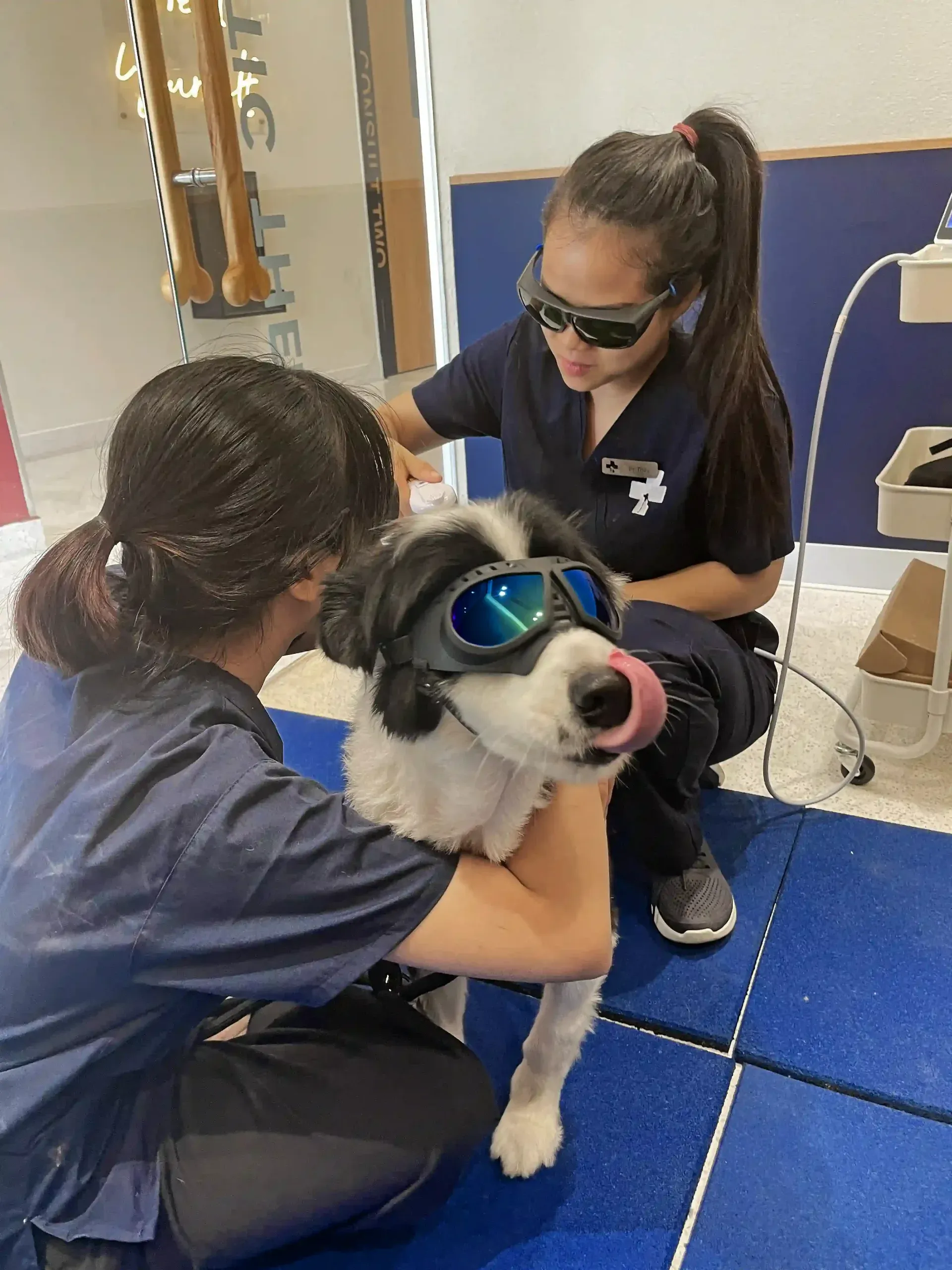 Laser therapy treatment being administered to a dog for pain relief