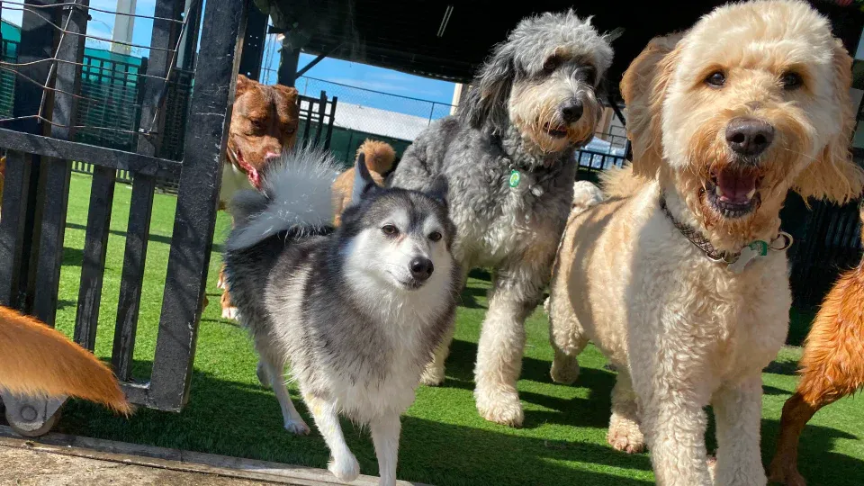 Why Boarding Aggressive Dogs Is Challenging