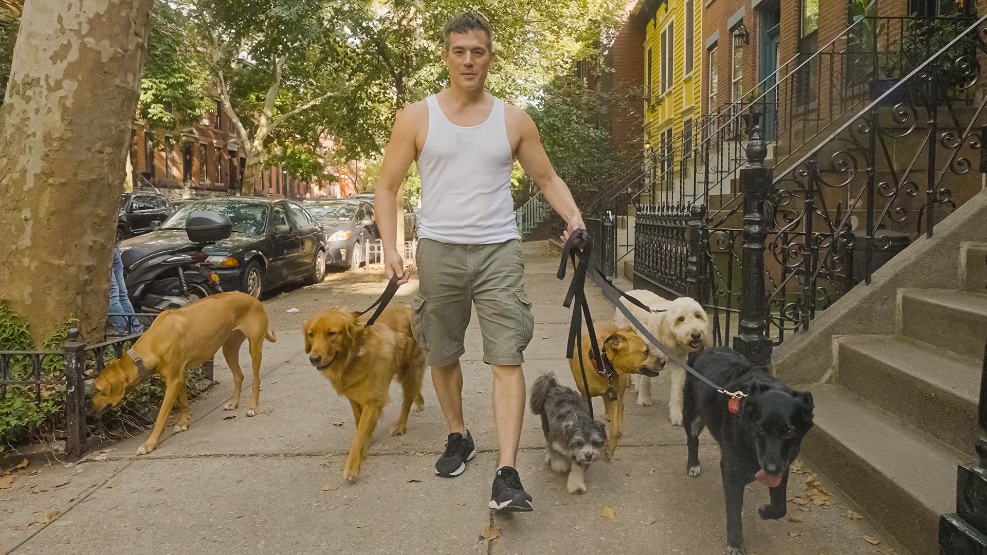 Making over 0,000 a year as a dog walker in NYC