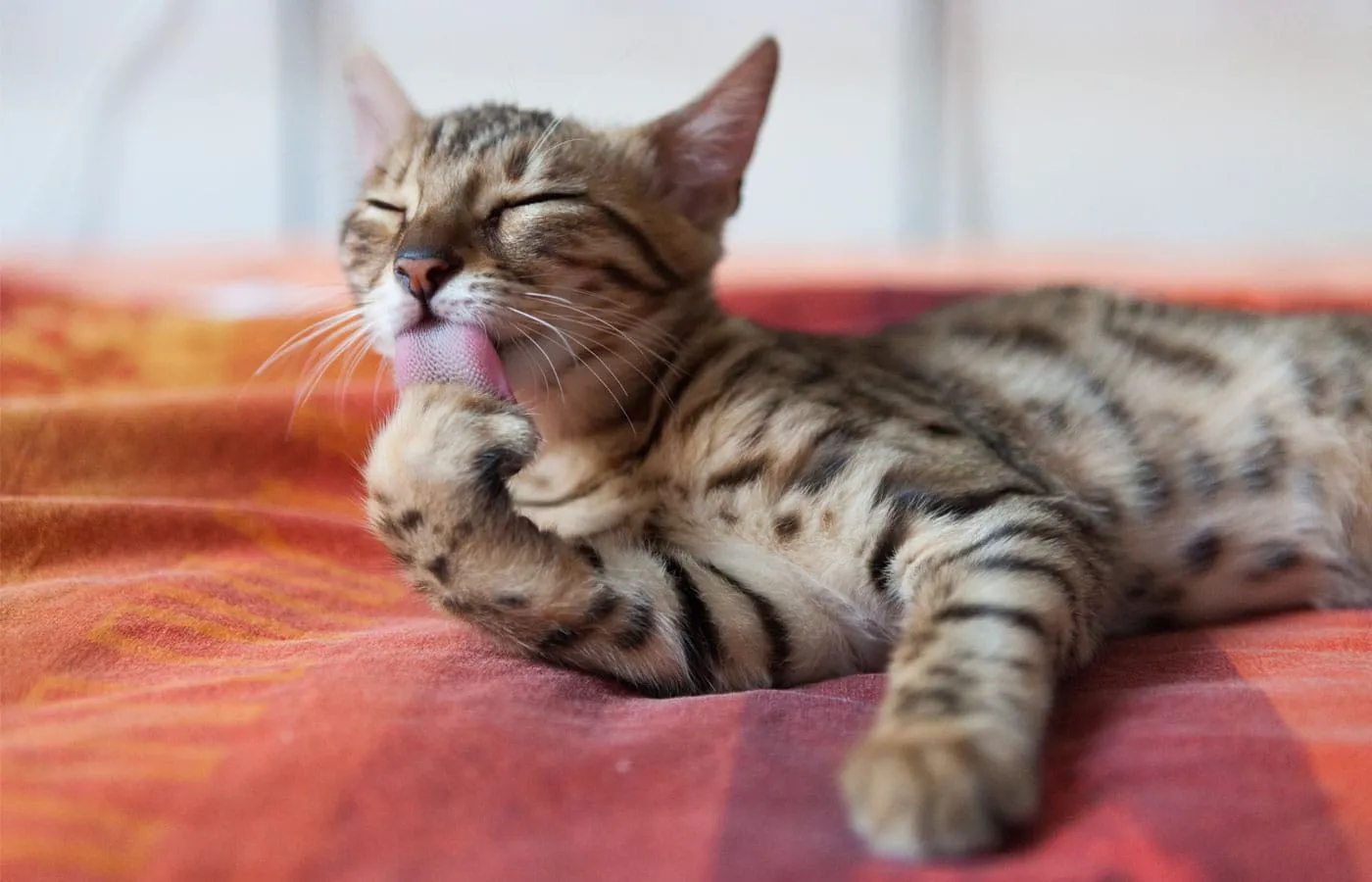 A brown tabby cat is lying on an orange and red blanket, eyes closed, and licking its paw. The cat appears relaxed and content in the cozy indoor setting after a calming visit to the vet.