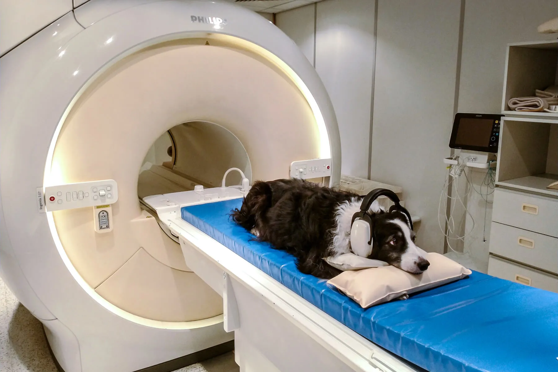 MRI machine in a veterinary hospital with a dog prepared for scanning