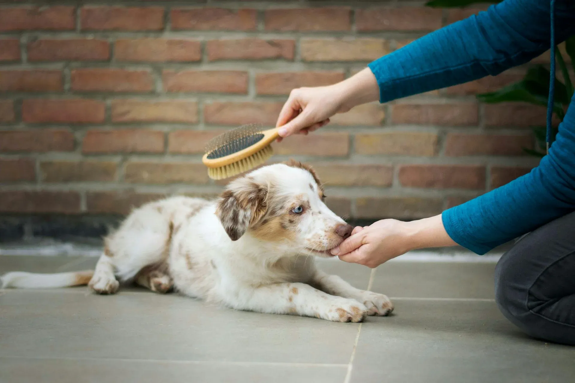 Professional dog grooming brush being used to groom a golden retriever's coat