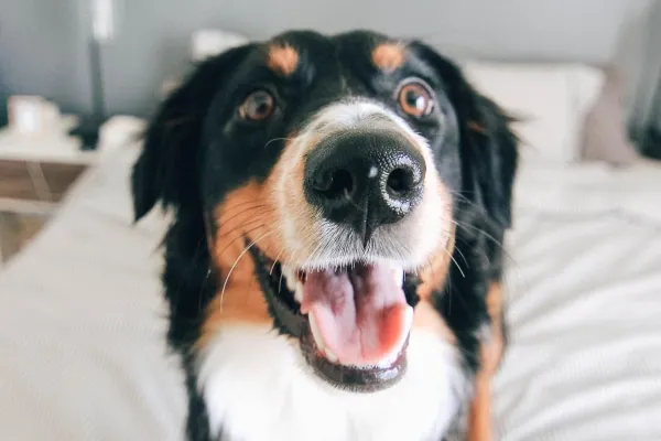 Bernese Mountain Dog sitting up on a bed, appearing alert and healthy after omeprazole treatment