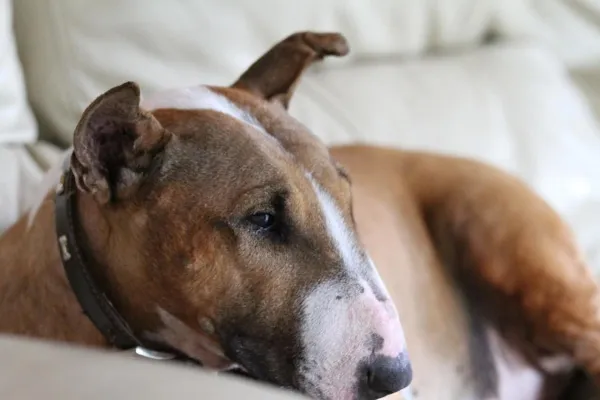 Bull Terrier lying on a soft surface, resting comfortably indoors