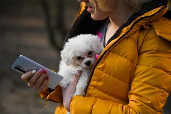 Dog owner holding a small white dog while looking at a smartphone, researching omeprazole dosage