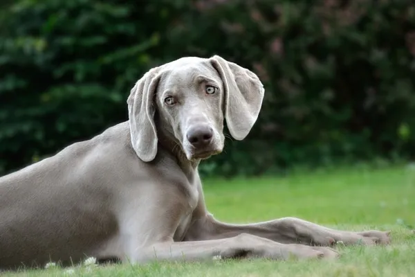 Weimaraner dog lying in the grass outdoors, looking relaxed