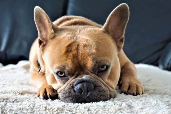 French Bulldog lying on a carpet looking subdued, potentially experiencing GI discomfort