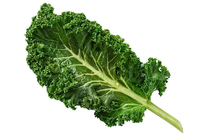 Fresh kale used as a nutrient-dense leafy green in JustFoodForDogs Chicken and Rice recipe