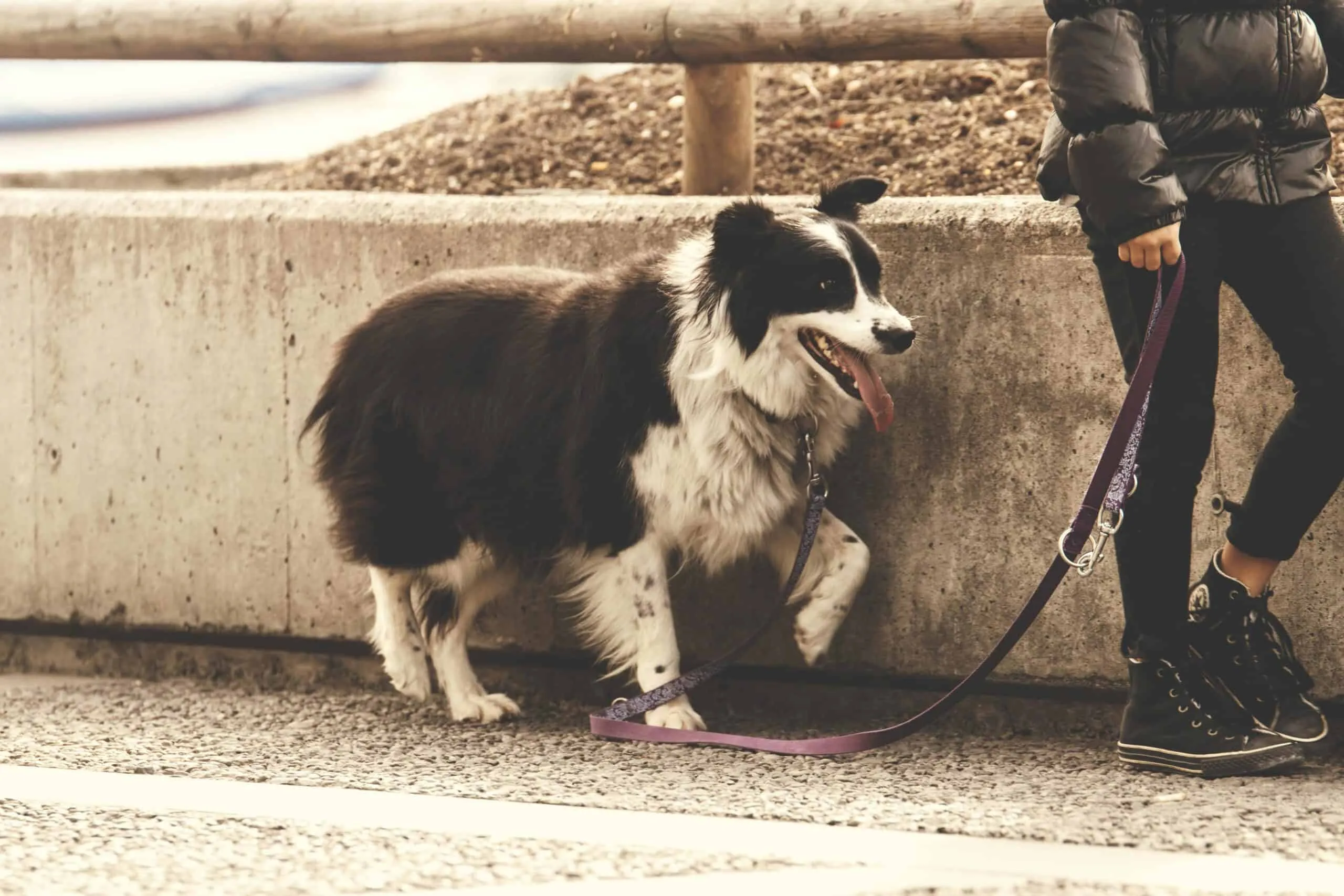 A dog walking calmly on a leash with its owner in an outdoor park setting
