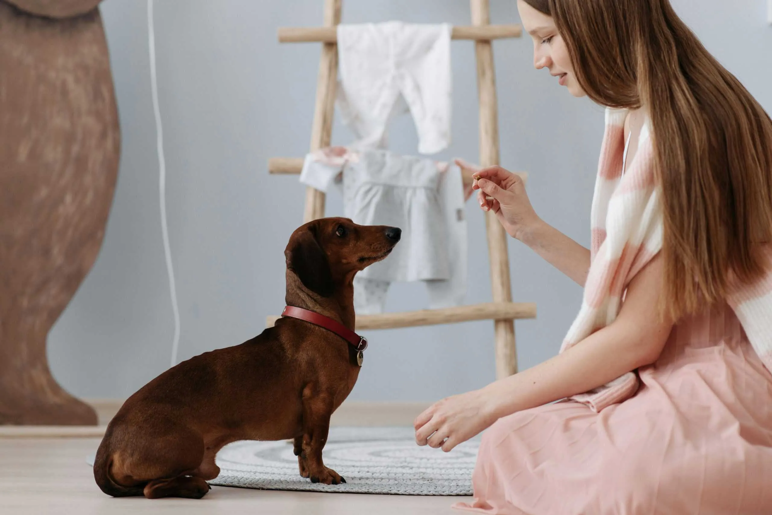 A small dog eagerly looking at a selection of healthy dog treats on a table