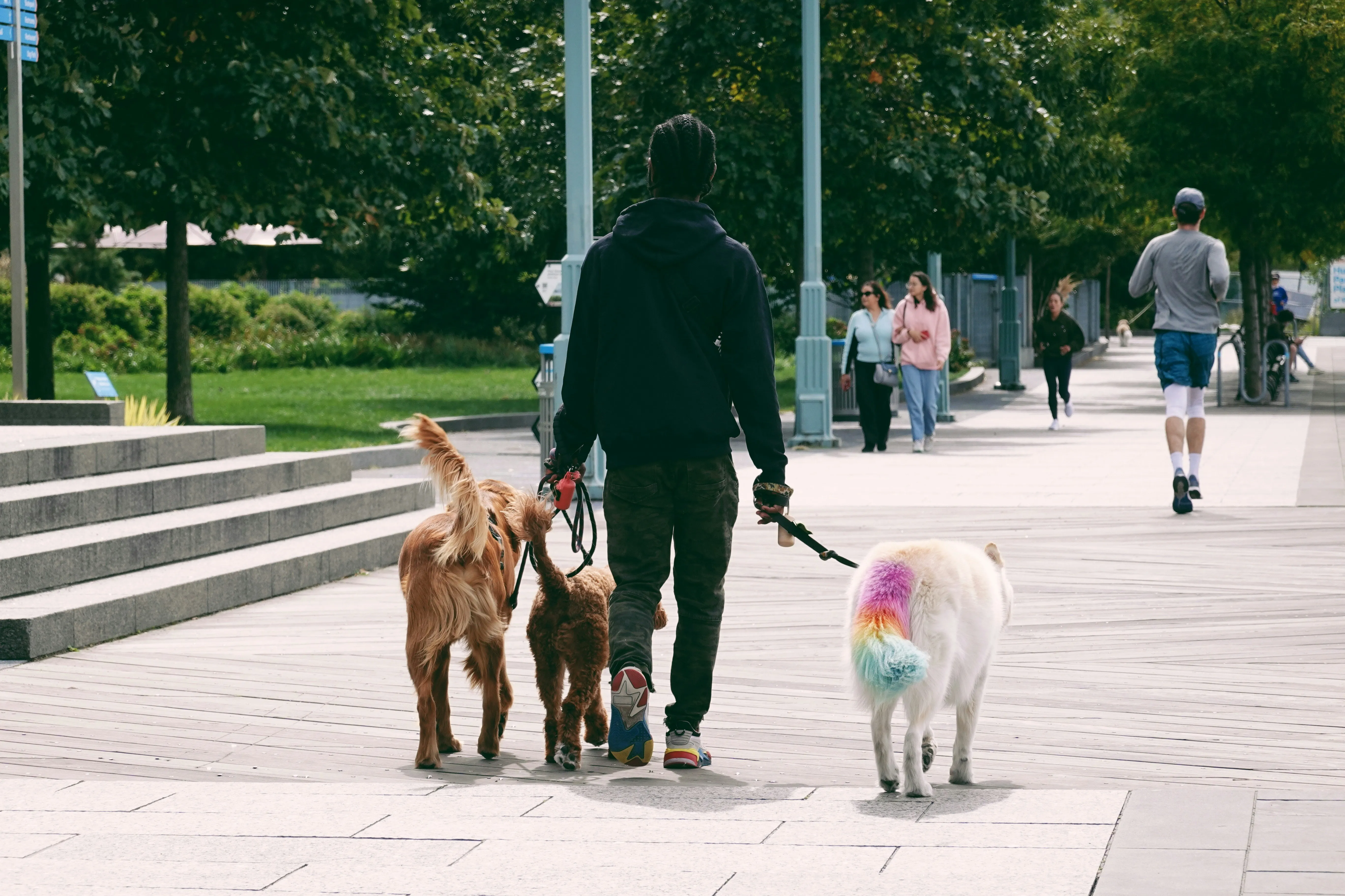 Dogs walking together in a park with a professional dog walker supervising multiple pets