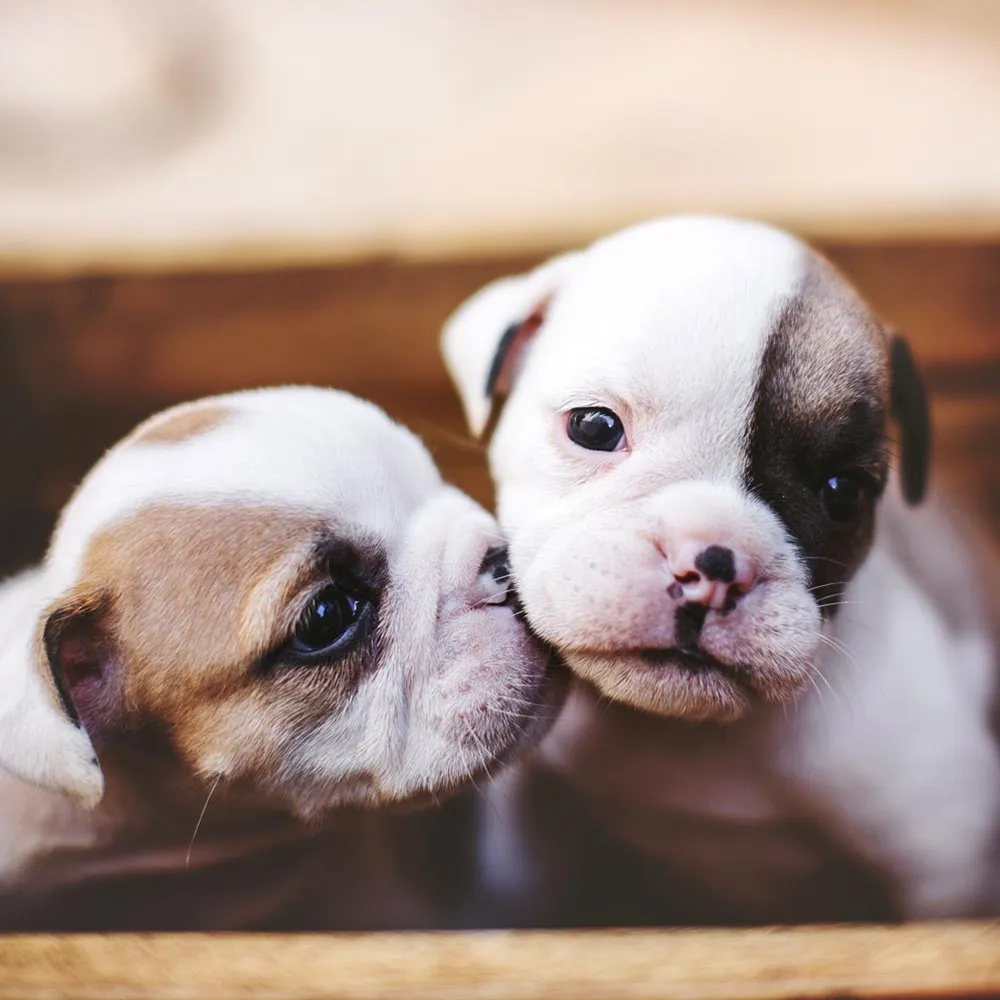 Private rooms for dogs at the pet boarding facility with ventilation and cleaning stations
