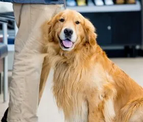 A veterinarian consulting with a pet owner about their dog's treatment plan in a modern veterinary clinic