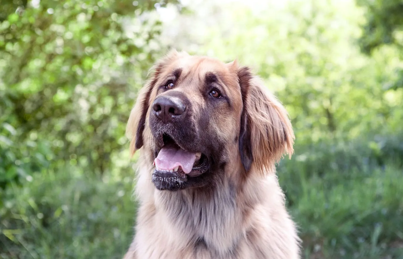 A large, fluffy dog with a brown coat and floppy ears sits outside, mouth slightly open. Its attentive gaze suggests a recent visit to the vet, against a blurred background of lush green foliage.
