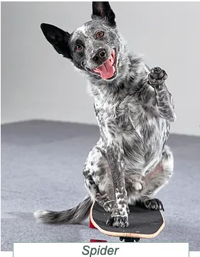 Larry Kay, co-author of The Big Book of Tricks for the Best Dog Ever, sharing insights on positive dog training methods