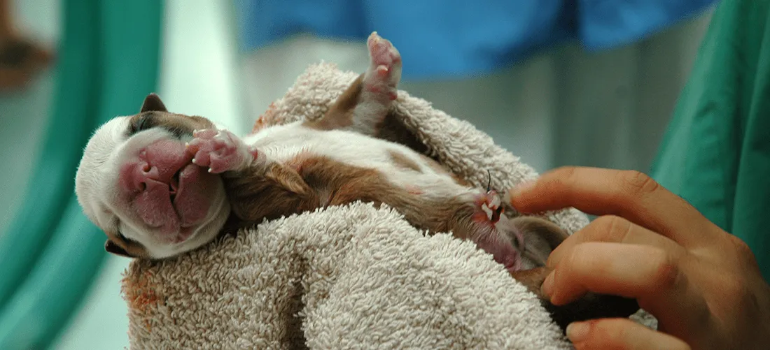 A newborn puppy wrapped in a towel being cared for after a difficult birth