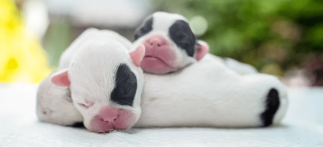 Newborn puppies sleeping together, curled up in a warm pile