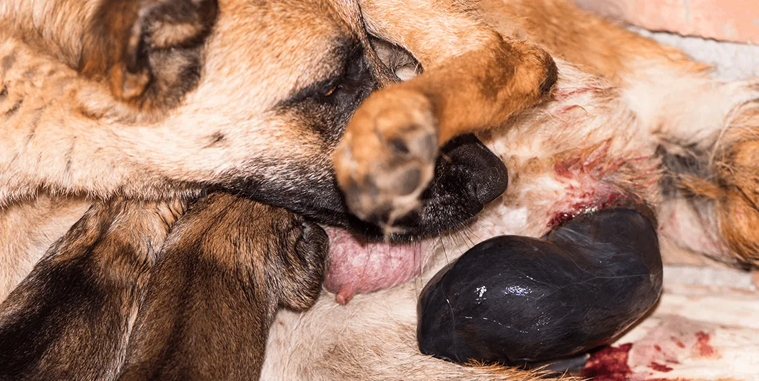 A dog in active labor, giving birth to a puppy with close monitoring nearby