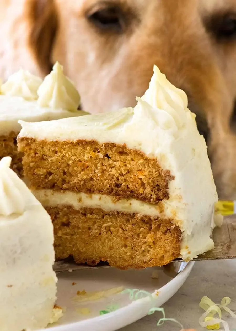 A generous slice of dog birthday cake showing the moist carrot sponge layers and fluffy potato frosting