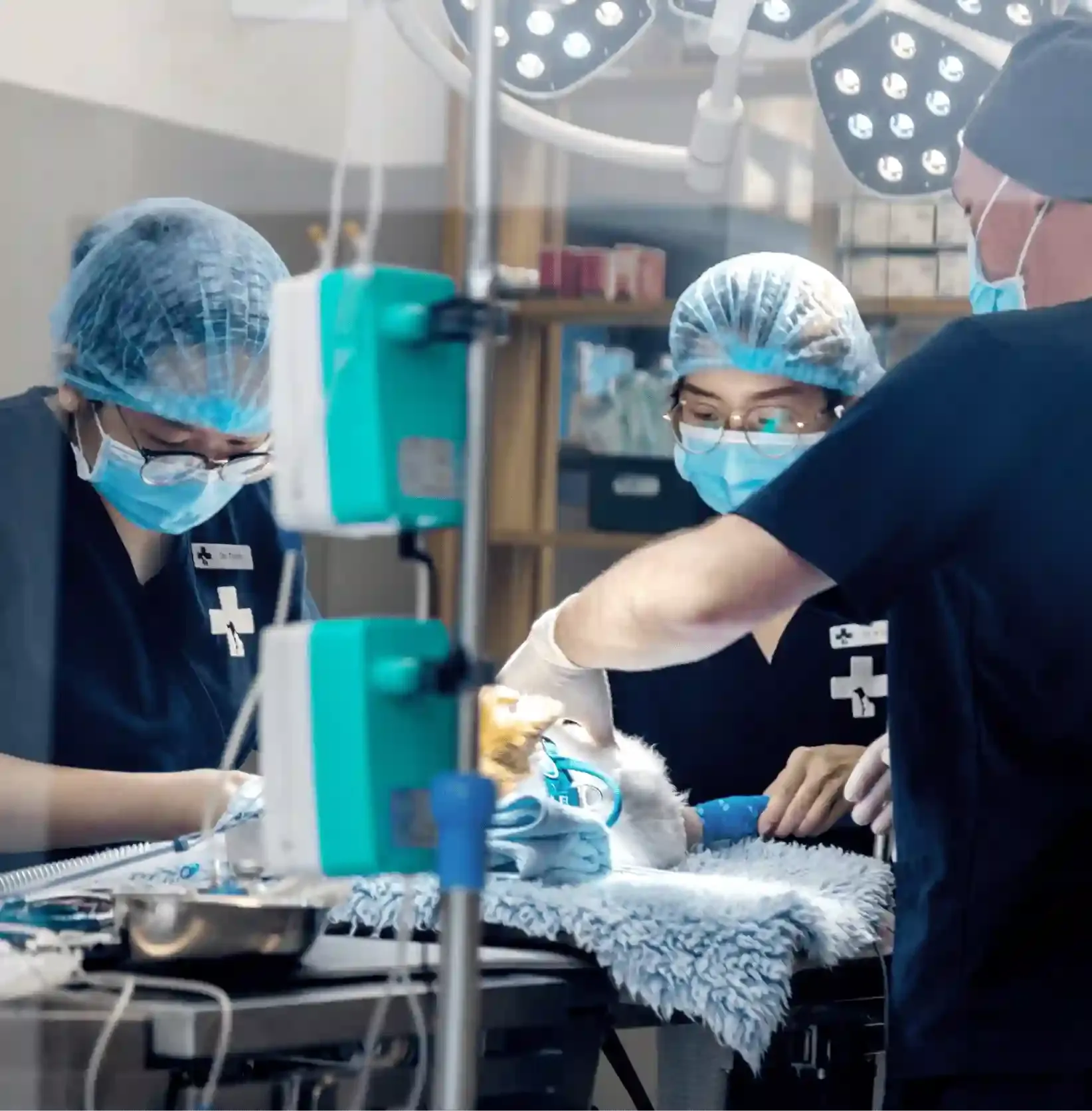 Soft tissue surgery being performed on a patient under veterinary care
