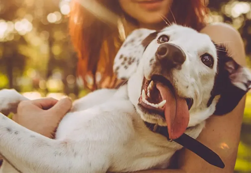Dog food recipe formulation focusing on digestive health and skin condition support