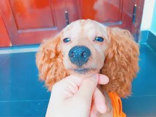 A happy dog being cared for in a comfortable home environment by a pet sitter