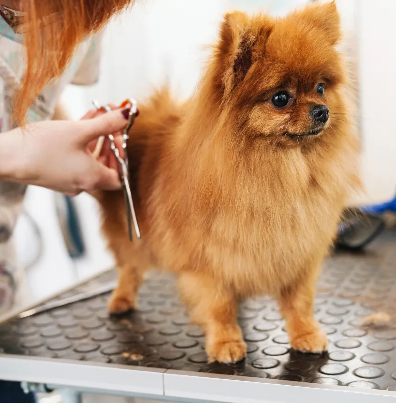 A professional groomer giving a small dog a bath, exemplifying the hands-on, expert care that defines Village Pet Care services