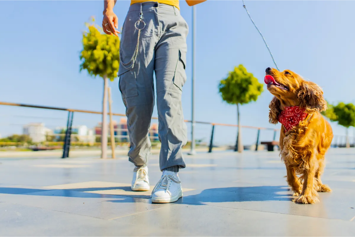 A dog walker walking a well-behaved dog along a scenic wooden boardwalk near a lake during golden hour