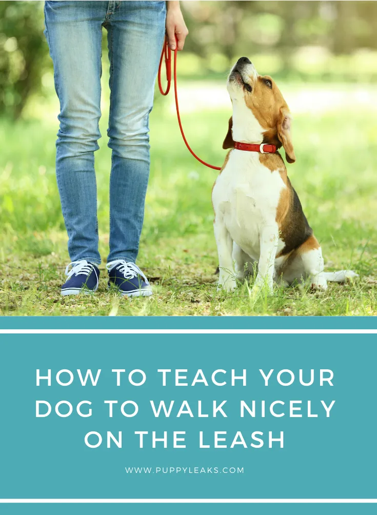 Owner rewarding a dog with a treat during loose-leash training session
