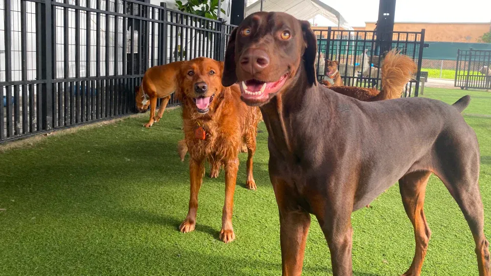 Tips Before Boarding Your Aggressive Dog