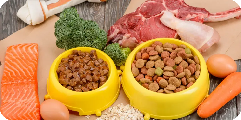 Close-up of high-quality dog kibble containing essential nutrients