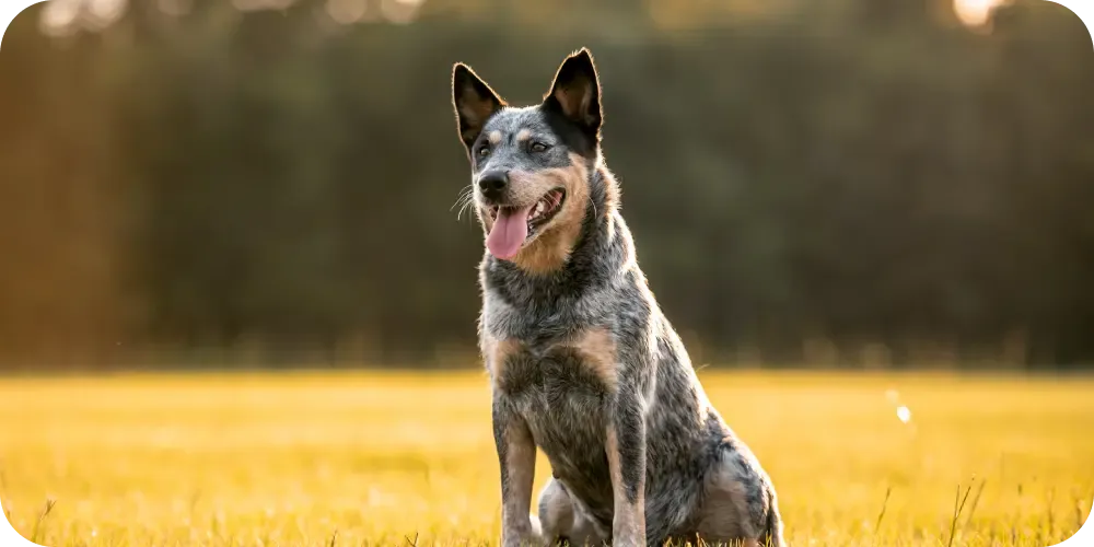 A happy senior dog moving comfortably outdoors