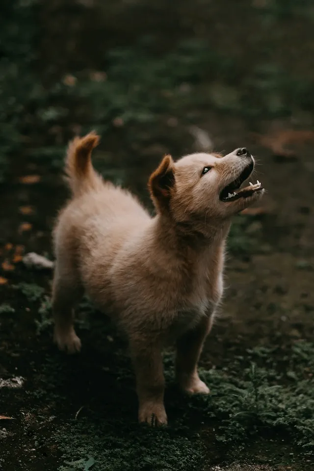 Small puppy standing alert outdoors showing early behavioral cues