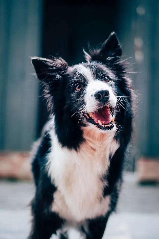 Border collie sitting calmly and smiling during training session