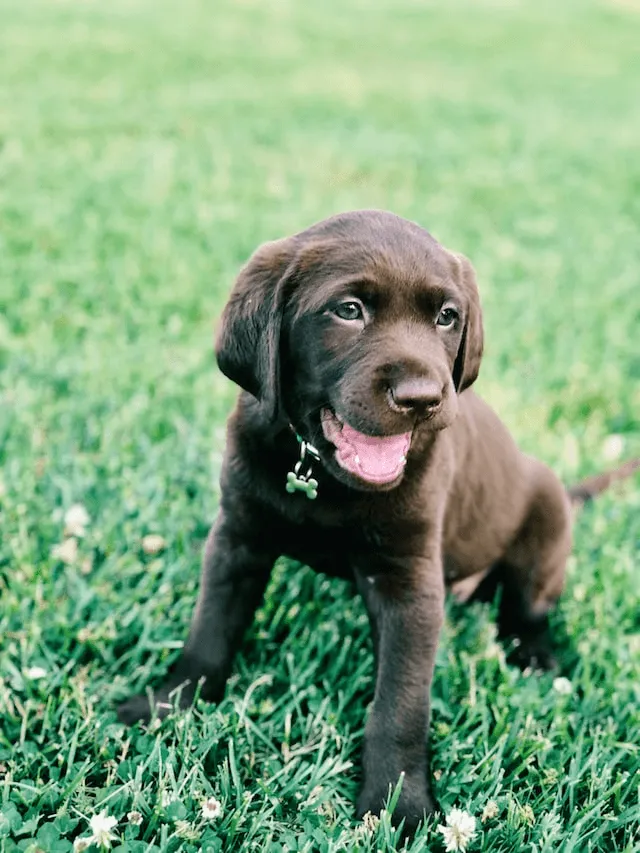 Labrador puppy relaxing comfortably in a calm home environment