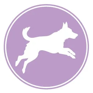 A happy dog running energetically through a field