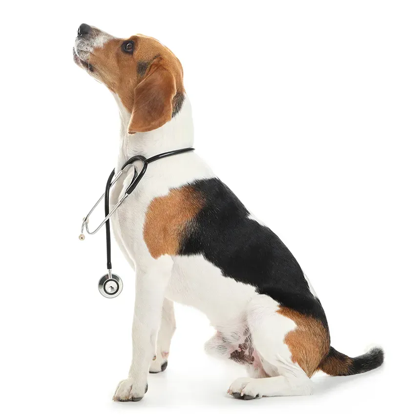 A curious Beagle wearing a professional stethoscope around its neck, representing veterinary expertise