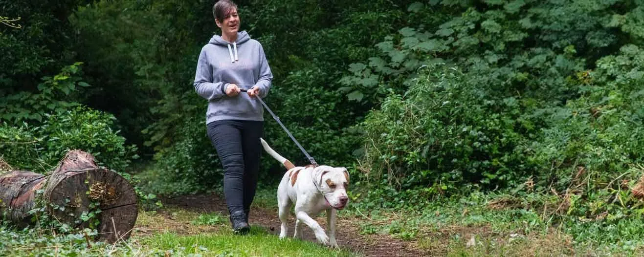 A mastiff cross dog Buddy walking on a lead through woodland with his new owner