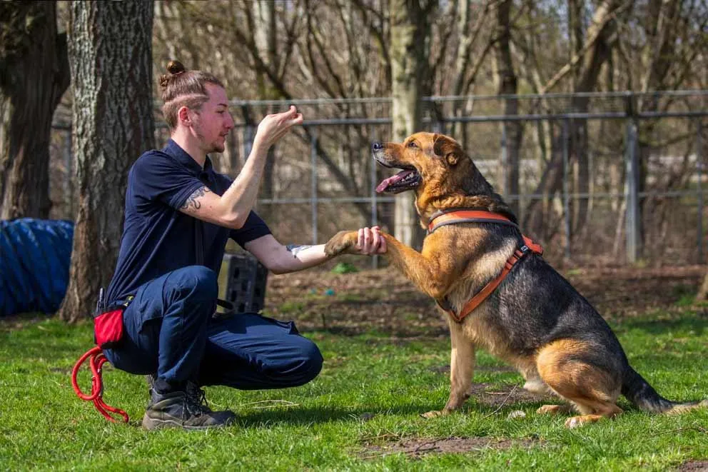 A dog trainer working with a German Shepherd cross dog, teaching the dog to wait calmly on a loose lead