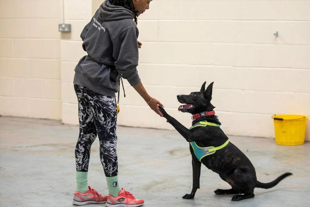 Agility training session indoors with an animal care assistant and a dog, demonstrating focus and cooperation between handler and dog