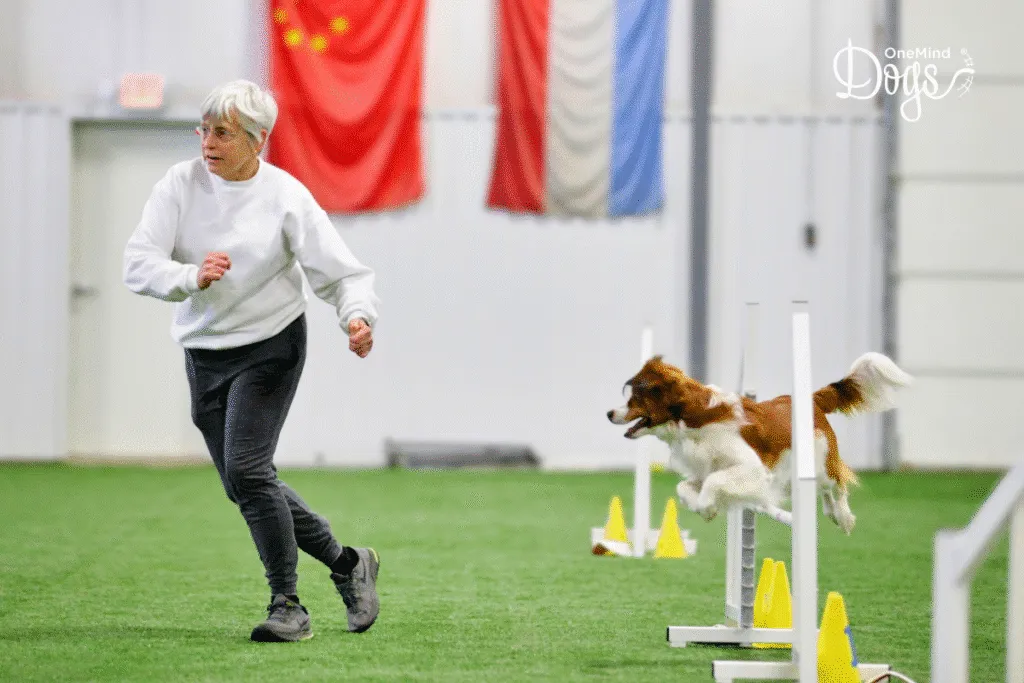 Agility dog following a clean running line through a sequence of obstacles
