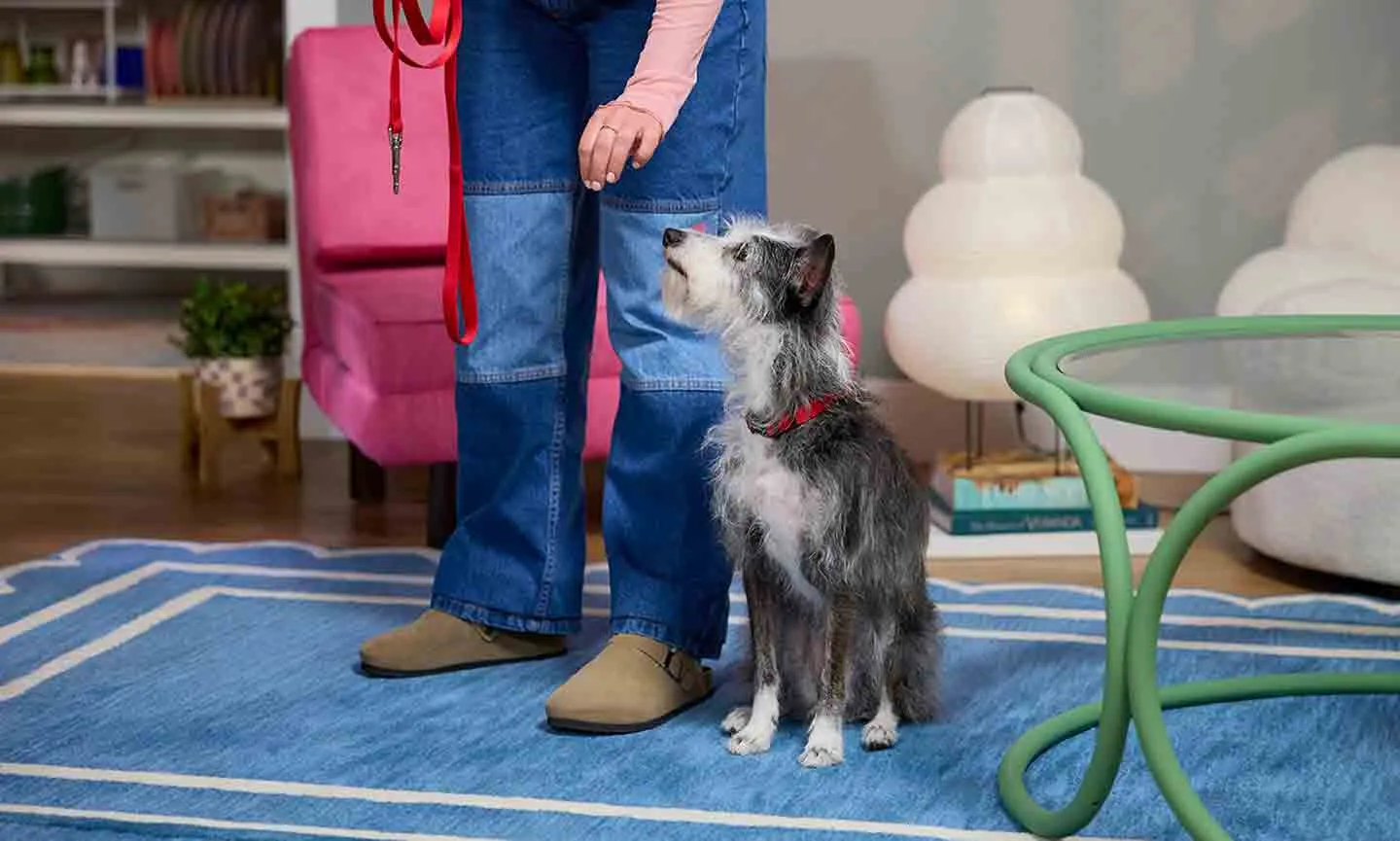 Dog standing calmly in heel position beside owner