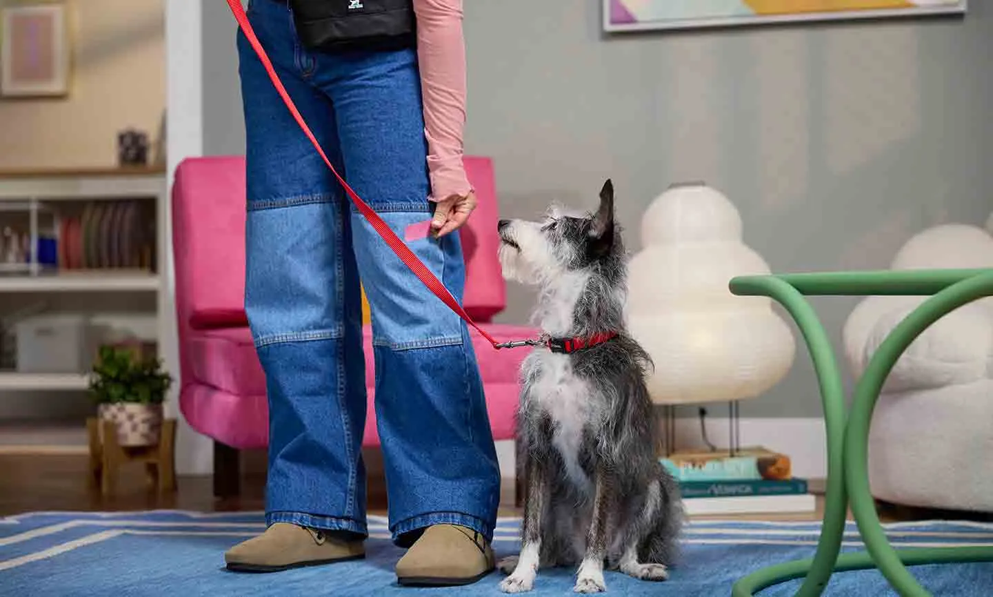 Owner rewarding dog at heel position