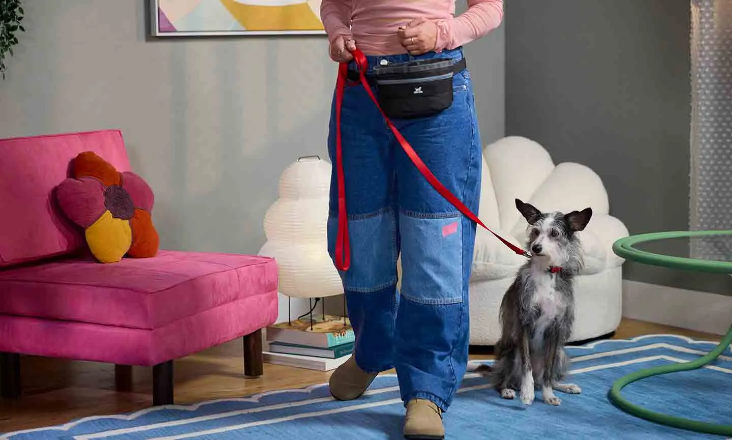 Dog stepping forward in sync with owner